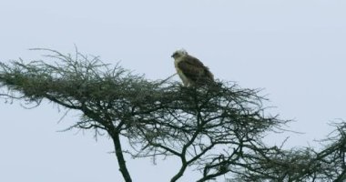 Steady shot of crowned eagle resting on a tree branch.