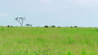 Extreme long shot of african elephants grazing on a verdant meadow.