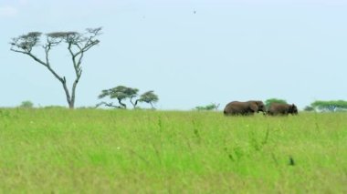 Long shot of two african elephants walking in the forest.