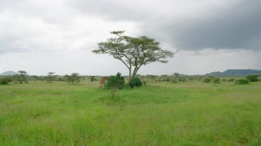 Wide shot displaying the amazing african nature Serengeti park.