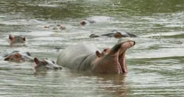A hippo yawning and widely opening its huge jaw in Retina Hippo Pool.