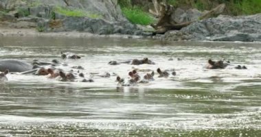 Head tops of a group of Hippos in a lake in Serengeti, Tanzania.