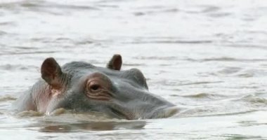 A close view of two African Hippos in a stream of dirty water.