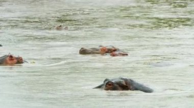 Hippo animals in the Retina Hippo Pool in Tanzania.