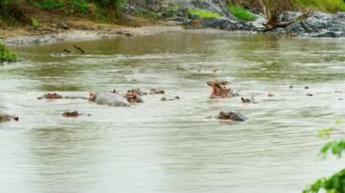 A small murky lake full of Hippos in the middle of the African jungle.