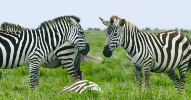 A wildlife view of Zebra animals chilling in the Serengeti Park.