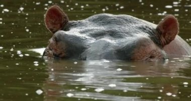 A Hippo floating in dirty swamp water in Africa.