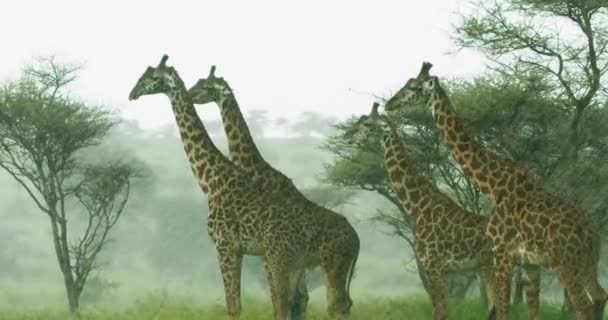 Steady Shot Large Brown Giraffes Standing Heavy Rain — Stock video