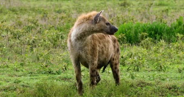 Close Shot African Brown Hyena Standing Cautiously Wild — Stockvideo