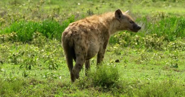 Slowed Shot Spotted Hyena Serengeti Area Africa — Stockvideo