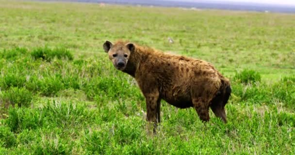 Steady Shot Serengeti Spotted Hyena Baring Its Teeth — Vídeos de Stock