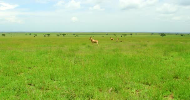 Impala Animals Standing Middle Large Grassy Field — Vídeos de Stock