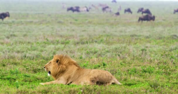 Steady Shot Golden Male Lion Lying Grass Stands — стоковое видео