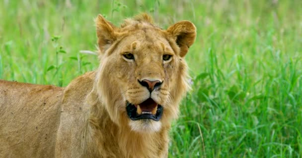 Surprised Golden Lion Opens His Jaw Shows His Yellow Tusks — Stockvideo