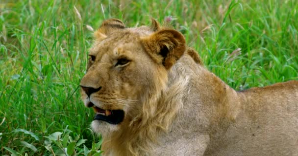 Plan Ralenti Lion Congo Couché Dans Une Prairie Ouvrant Bouche — Video