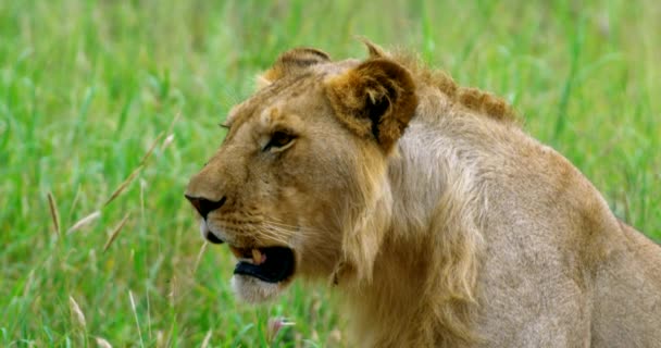 Tanzanian Lion Serengeti Region Taking Rest Grass — стоковое видео