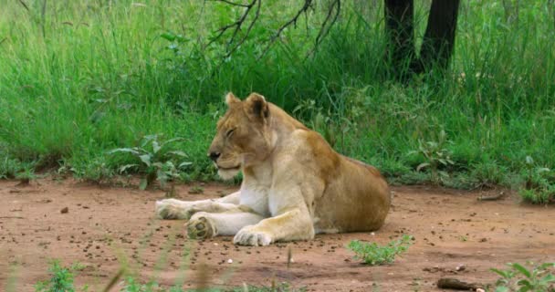 Short Furred Lion Lying Earthy Spot Wild — Wideo stockowe