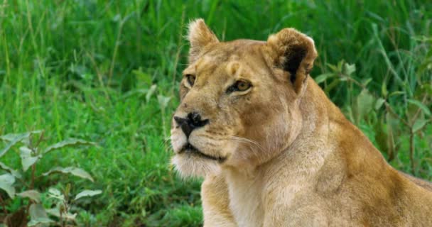 Close Shot Yellow Lioness Serengeti Area Tanzania — стоковое видео
