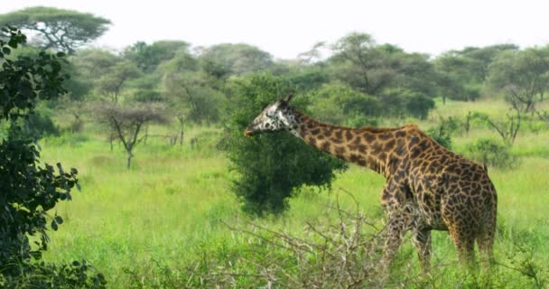 Giraffe Eating Serengeti Park Tanzania — Stock video