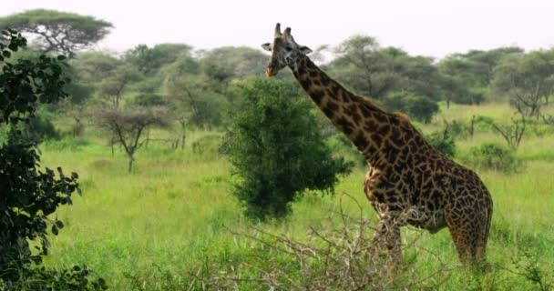 African Giraffe Chewing Fresh Tasty Green Leaves — Stock Video