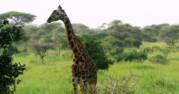 Footage Tall Giraffe Moving Its Head Playfully — Stock video