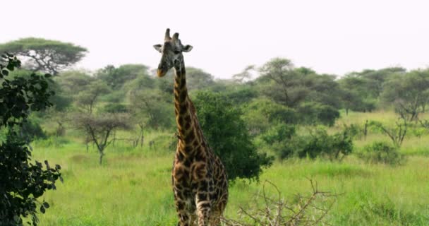Slow Motion Video Giraffe African Savannahs — Stock Video
