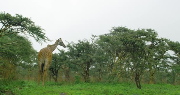 Tall Giraffe Bowing Its Head Reach Low Trees — Wideo stockowe