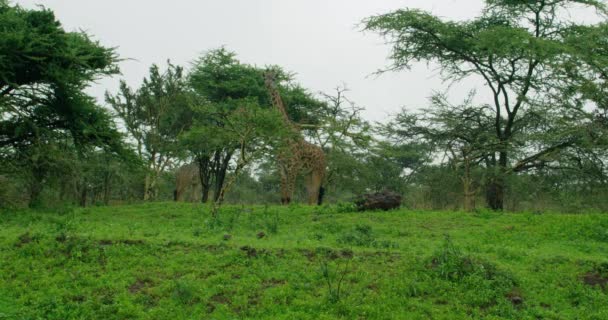 Panoramalandschaft Zeigt Eine Giraffe Das Höchste Landsäugetier — Stockvideo