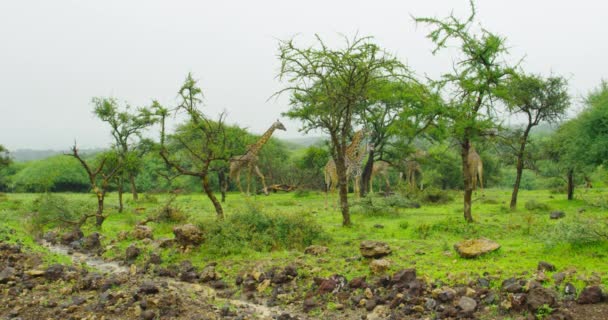 African Safari Tour Shows Group Giraffes Feeding High Trees — Wideo stockowe