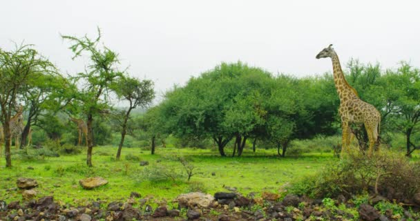 Wildlife Africa Showing Giraffe Standing Rain — Stock video