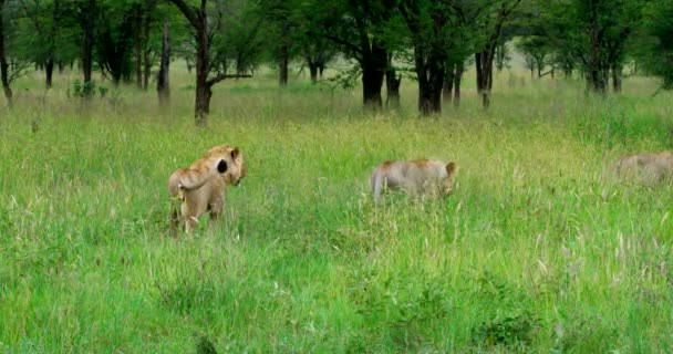 Group African Lions Walking Forest — Stock Video