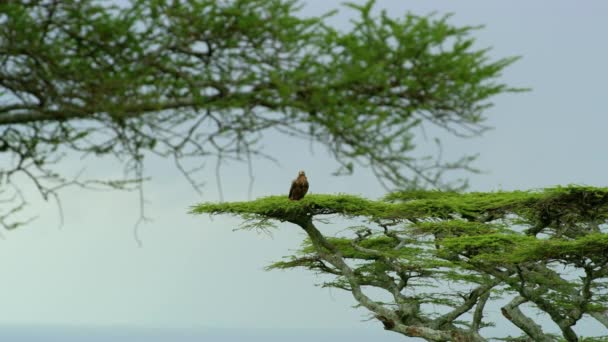 Medium Shot Featuring Tawny Eagle Resting Alone — Wideo stockowe