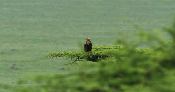 Стійкий Знімок Рудого Орла Африканському Лісі — стокове відео