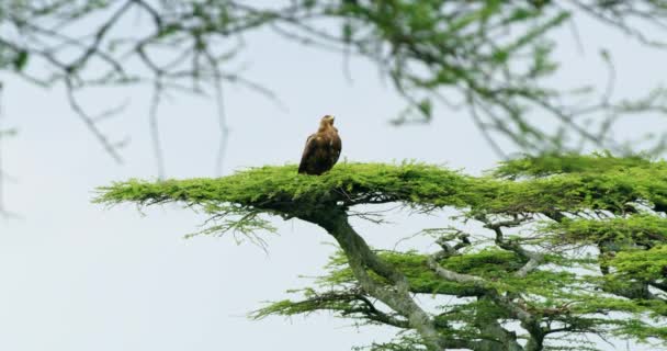 金丝雀或鹰头鹰骄傲地坐在绿树上 — 图库视频影像