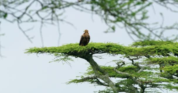 Tawny Eagle Resting Nest Sunny Hot Day Africa — Stockvideo