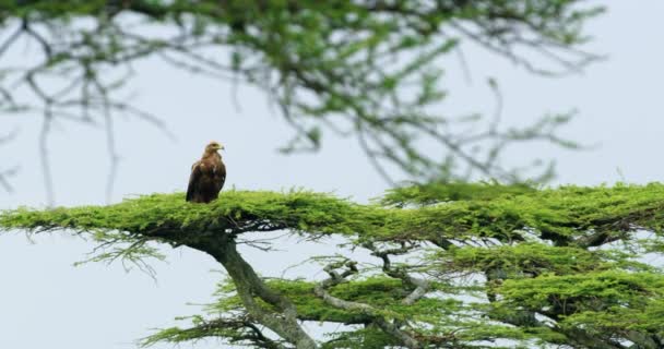 Steady Shot Tawny Eagle Sitting Its Nest Wild — Stock video
