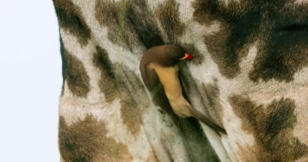 Extreme Closeup Shot Oxpecker Bird Giraffe Body — Vídeos de Stock