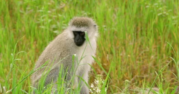 Closeup Shot Vervet Monkey Sitting Long Green Grass — Vídeo de Stock
