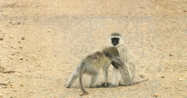 Δύο Μαυρισμένες Μαϊμούδες Αγκαλιάζονται — Αρχείο Βίντεο