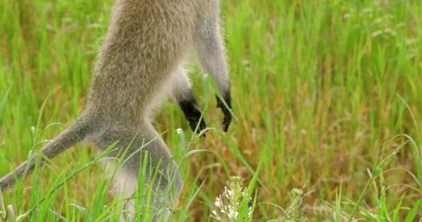 Vervet Monkey Sitting Grass Jumping Slow Motion — Stockvideo