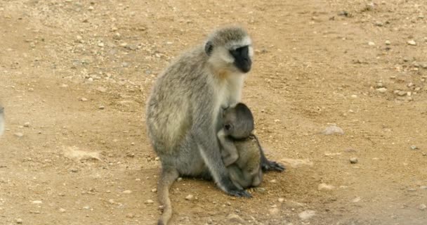 Adult Vervet Monkey Sitting Sand African Desert — Stockvideo