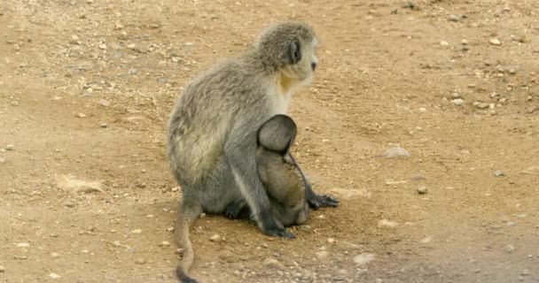 Beautiful View Adult Vervet Monkey Breastfeeding Her Baby — Stockvideo