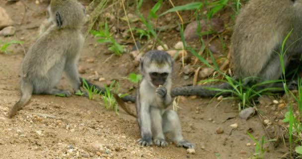 Short Video Shooting African Nature Small Group Vervet Monkeys — 비디오