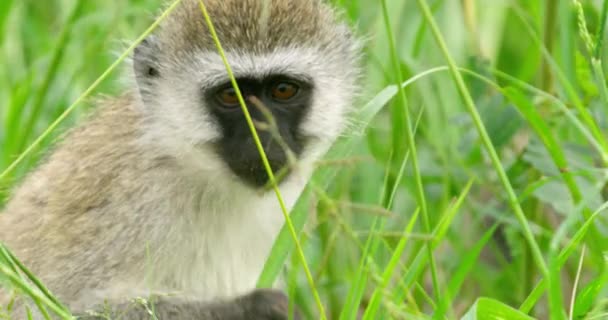 Closeup Shot Black Face Vervet Monkey Eating Chewing — Wideo stockowe