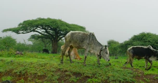 Troupeau Vaches Marchant Dans Forêt Africaine Jour Hiver — Video