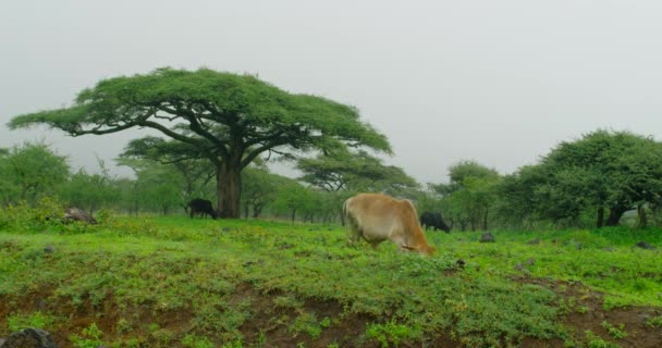 Gorgeous Scene Cows Grazing Meadow Serengeti National Park — Video