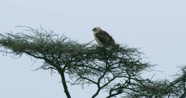 Steady Shot Crowned Eagle Resting Tree Branch — Stok video