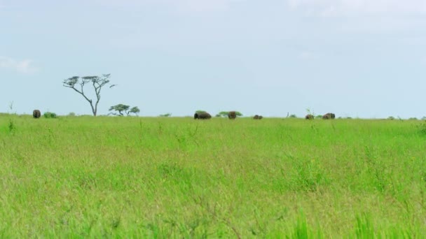 Extreme Long Shot African Elephants Grazing Verdant Meadow — Vídeo de Stock