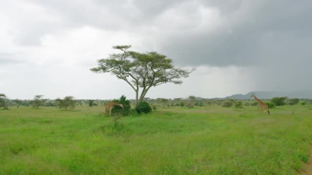 Giraffe Eating Grass Very High Tree — Vídeos de Stock