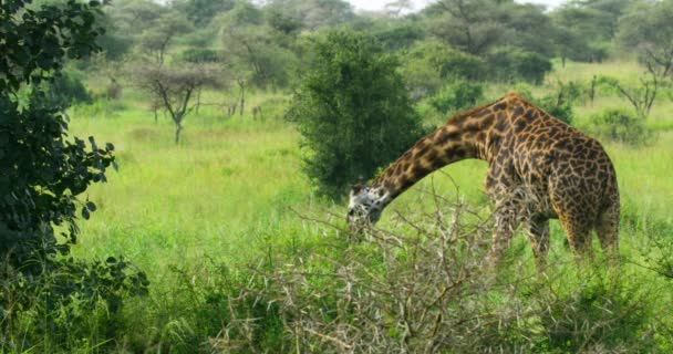 Beautiful Shot Giraffe Eating Bird Flying Nearby — Stock video